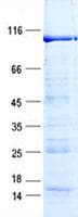 Human CEP72 Protein (Recombinant GST, N-terminus + His, C-terminus)