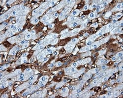 Monoclonal Mouse anti-Human HMRF1L / MTRF1L Antibody (clone OTI1H5, IHC, IF, WB)