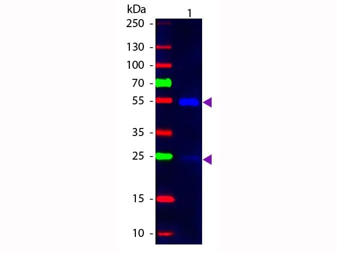 Mouse Anti-Goat IgG Secondary Antibody (FITC)
