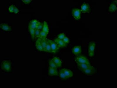 DMGDH Antibody
