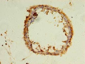 WDR37 Antibody