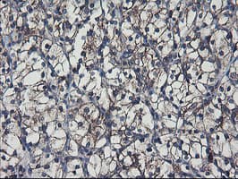 SH2D2A Antibody (clone OTI4F3)