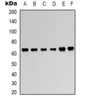 Polyclonal Rabbit anti-Human PRKAA1 / AMPK Alpha 1 Antibody (WB)