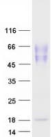 Human CD275 / B7-H2 / ICOS Ligand Protein (Recombinant Myc-DDK (Flag))