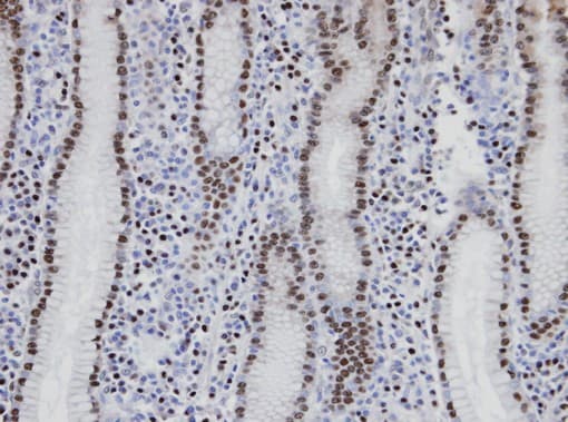 NANS Antibody (aa54-359)