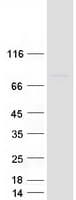 Human UBASH3A / CLIP4 Protein (Recombinant Myc-DDK (Flag))