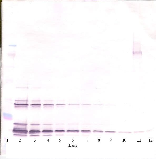 KITLG / SCF Antibody