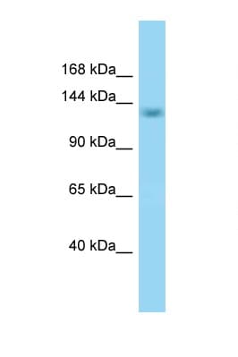SCAF8 Antibody (aa645-694)
