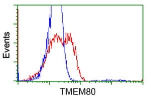 Monoclonal Mouse anti-Human TMEM80 Antibody (clone OTI3B6, IF, WB)