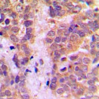 CASP9 / Caspase 9 Antibody (Internal)