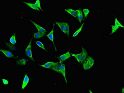 HCF1 / HCFC1 Antibody