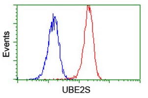 Monoclonal Mouse anti-Human UBE2S / E2 EPF Antibody (clone OTI4B8, WB)