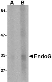 IHC-plus™ Monoclonal Mouse anti-Human Endonuclease G / ENDOG Antibody (clone 7F2D7, IHC, WB)