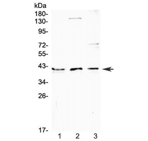 CD47 Antibody