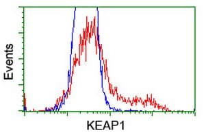 KEAP1 Antibody (clone OTI1B4, Carrier-free)