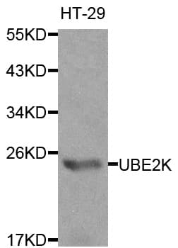 UBE2K / LIG Antibody