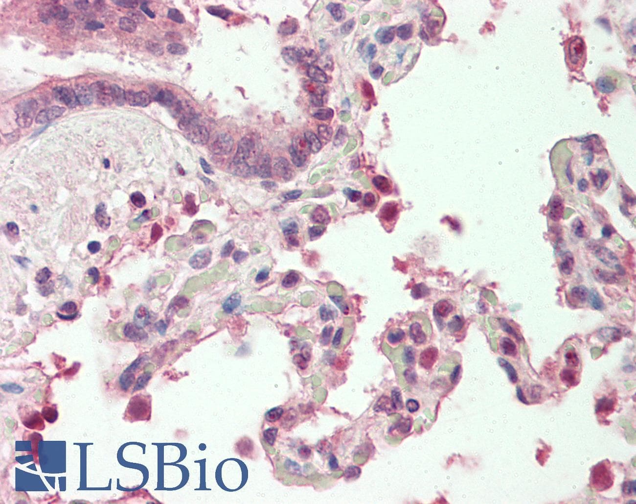 MZF / MZF1 Antibody (N-Terminus)