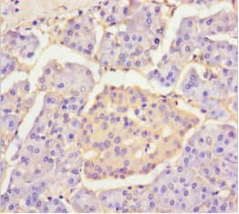 PLA2G2D Antibody