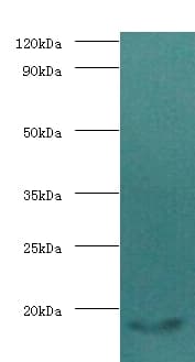 Calmodulin Antibody (HRP)