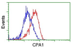 CPA1 / Carboxypeptidase A Antibody (clone OTI4C3)