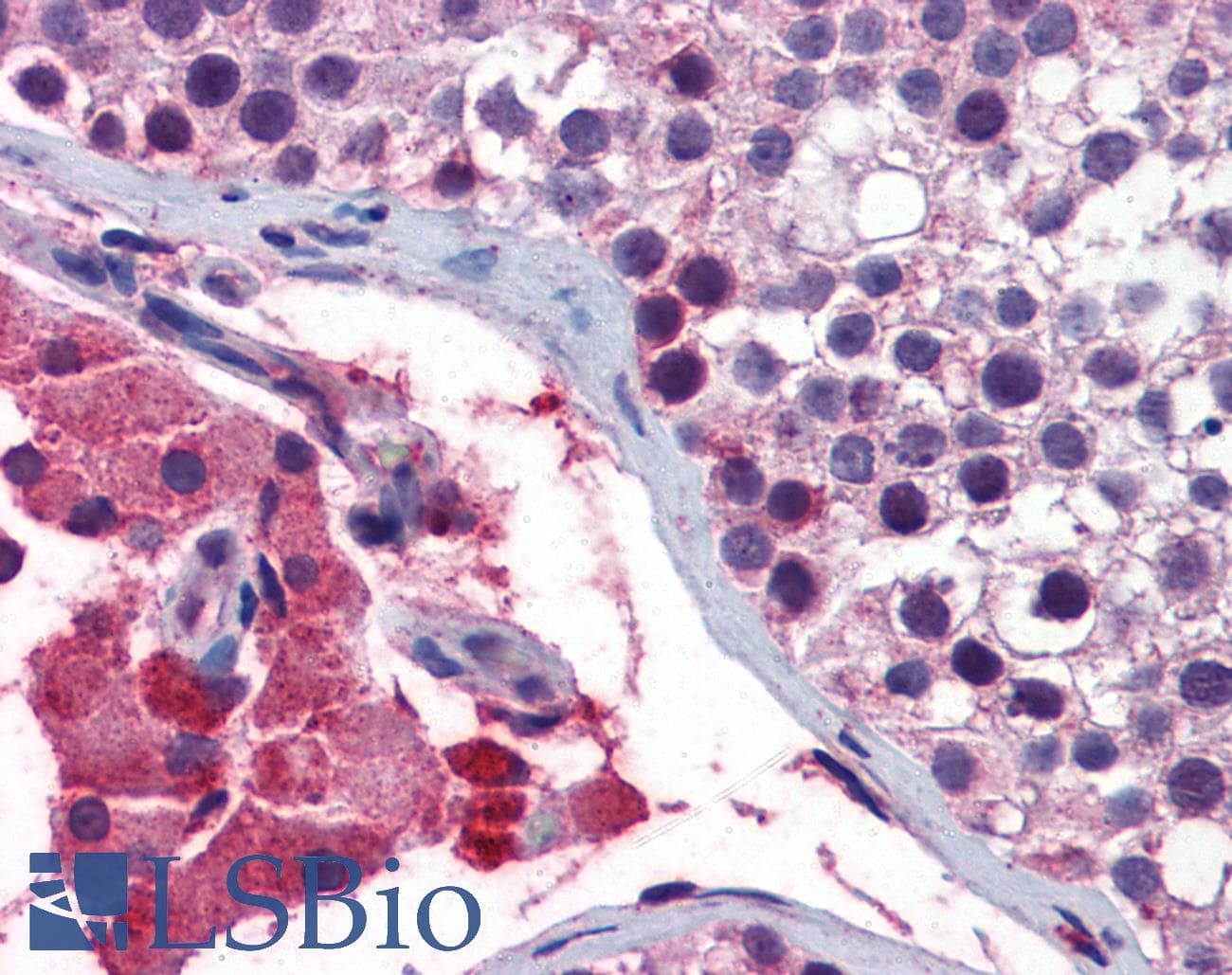 GNAQ Antibody (aa71-120)