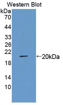 MARCO Antibody (aa366-518, Cy3)