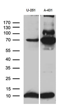 ATP5I Antibody (clone OTI1E6)