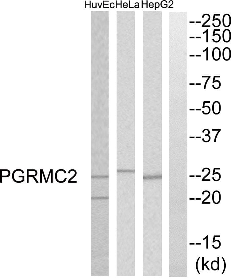 PGRMC2 Antibody
