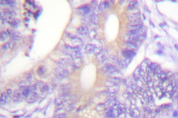 c-CBL Antibody (Glu768)