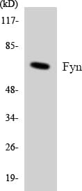 SYN / FYN Antibody (aa475-524)