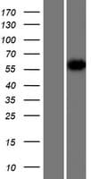 HNRNPR / hnRNP R Protein (Over-Expression Lysate Myc-DDK (Flag))