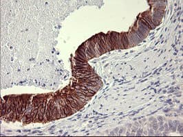 IL1A / IL-1 Alpha Antibody (clone OTI2F11, Carrier-free)