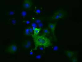 KSP32 / MIOX Antibody (clone OTI1A7)