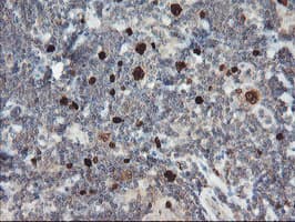 XTP4 / C17orf37 Antibody (clone OTI2D5)