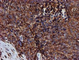 PDIA4 / ERP72 Antibody (clone OTI2C11)