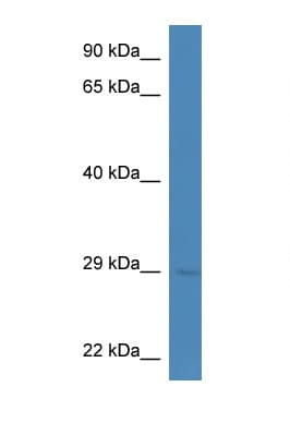 Polyclonal Rabbit anti-Mouse CELA1 / Pancreatic Elastase 1 Antibody (aa80-129, WB)
