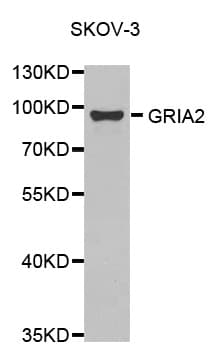 Polyclonal Rabbit anti-Human GRIA2 / GLUR2 Antibody (WB)