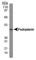 Monoclonal Syrian hamster anti-Mouse PDPN / Podoplanin Antibody (clone 8.1.1, IHC, WB)