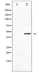 Polyclonal Rabbit anti-Human GJA1 / CX43 / Connexin 43 Antibody (WB)