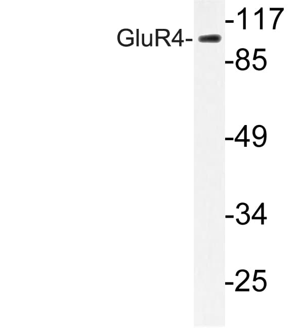 GRIA4 / GLUR4 Antibody (Lys858)