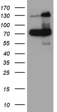 RAD21 Antibody (aa193-458, clone OTI2A12)