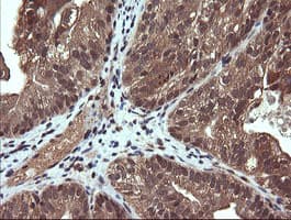 PIK3CG / PI3K Gamma Antibody (clone OTI6D1)