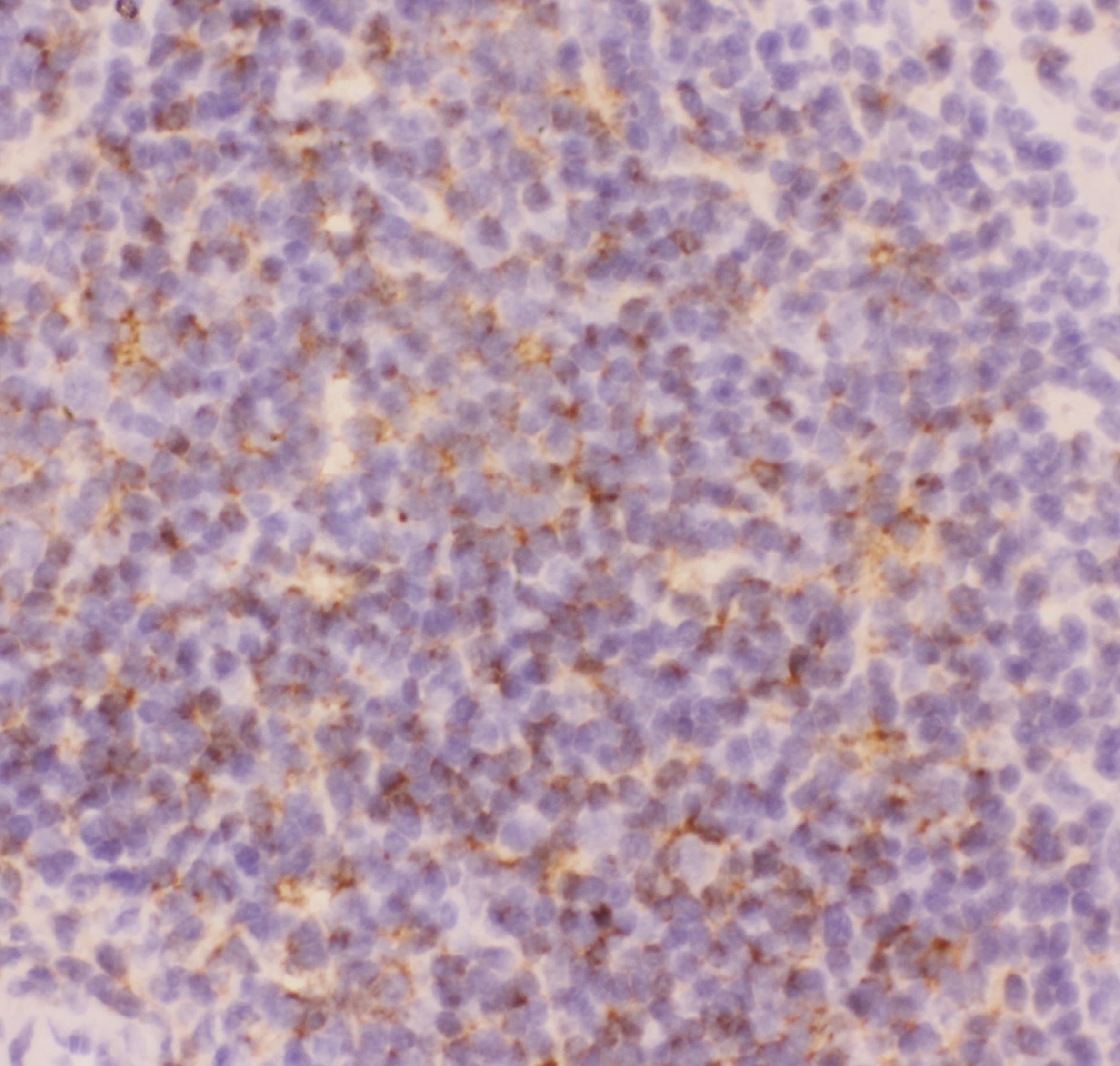 CD3E Antibody (aa23-207)