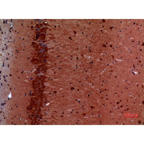 HSP90 / Heat Shock Protein 90 Antibody