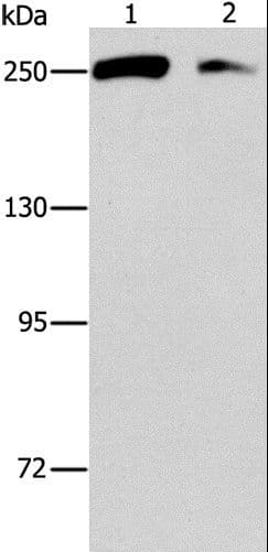EIF4G1 / EIF4G Antibody