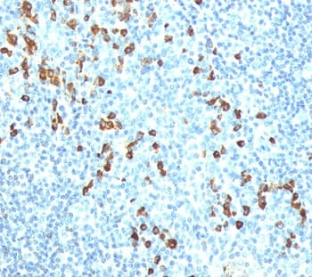 Monoclonal Mouse anti-Human IgM Heavy Chain Antibody (clone IM260, Azide-free,BSA-free, IHC, IF, WB)