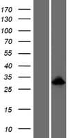ODAM Protein (Over-Expression Lysate Myc-DDK (Flag))