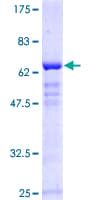 Human SOX2 Protein (Recombinant GST)