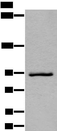 ZBTB10 Antibody