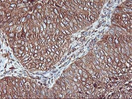 KCNAB1 Antibody (clone OTI4E7, Carrier-free)